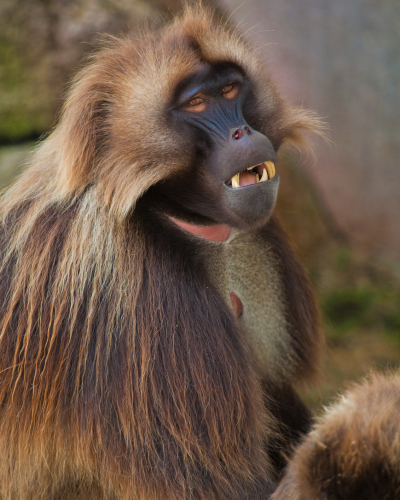 پانسیون حیوانات